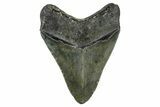 Serrated, Fossil Megalodon Tooth - North Carolina #378092-1